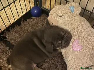 French Bulldog dogs Stunning French bulldogs - Advert 4