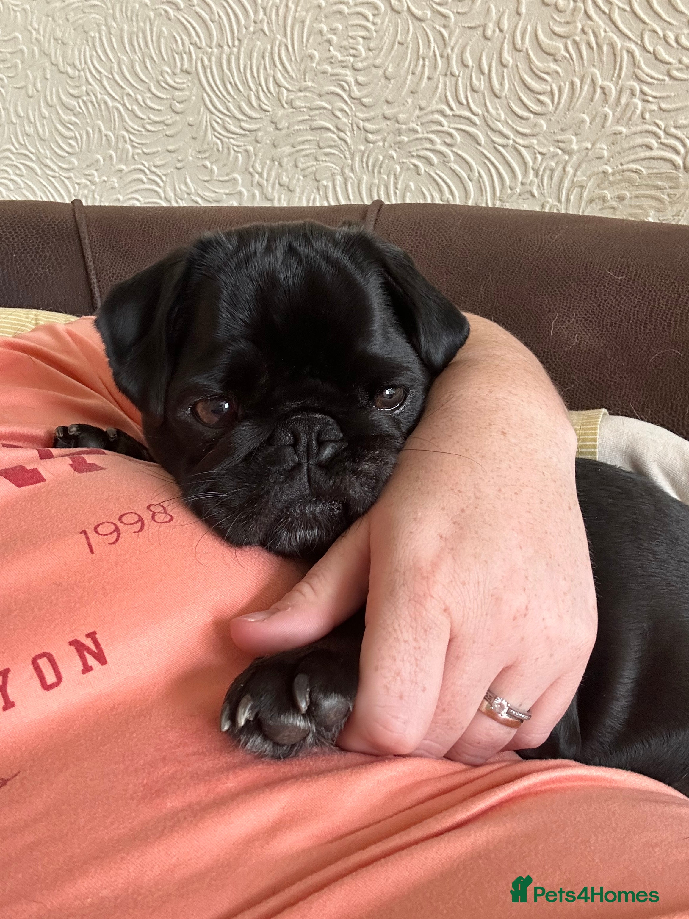 Pug dogs Female pug - Advert 3