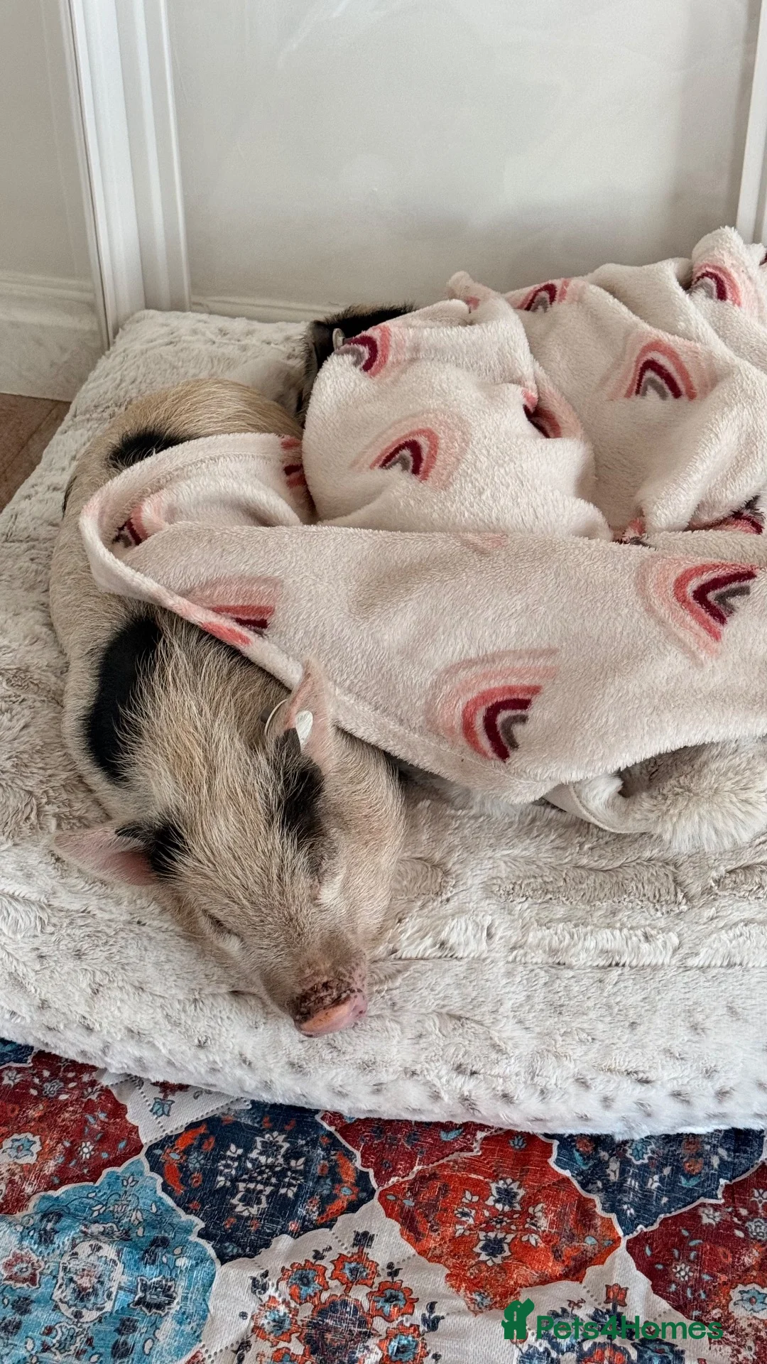 Pig livestock for sale: Two Juliana x breed sisters  - Advert 2