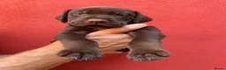 Mixed Breed dogs for sale: BEAUTIFUL LABRADOR X GWP X VIZSLA PUPPIES FOR SALE - Advert 1