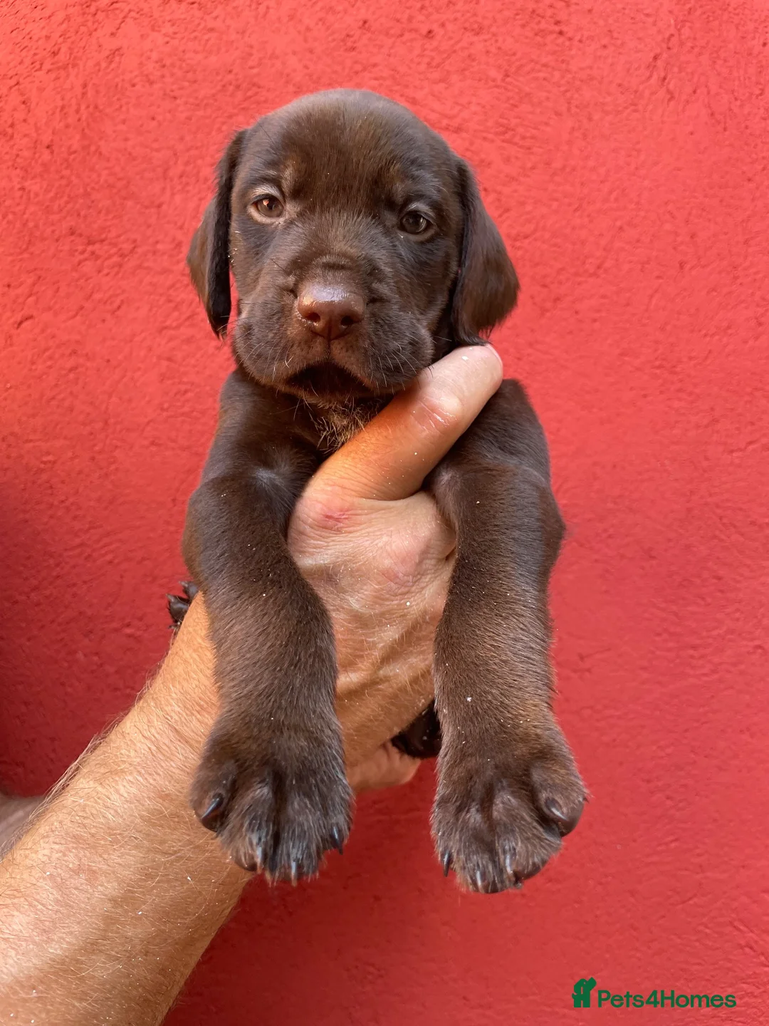 Mixed Breed dogs for sale: BEAUTIFUL LABRADOR X GWP X VIZSLA PUPPIES FOR SALE - Advert 1
