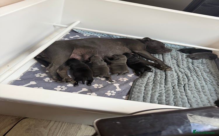 Staffordshire Bull Terrier dogs in Farnborough - Advert 3