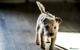 Parson Russell dogs for sale: KC health tested parson Russell terriers  - Image 11