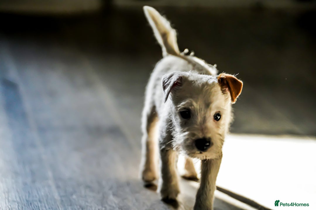 Parson Russell dogs for sale: KC health tested parson Russell terriers  - Image 11