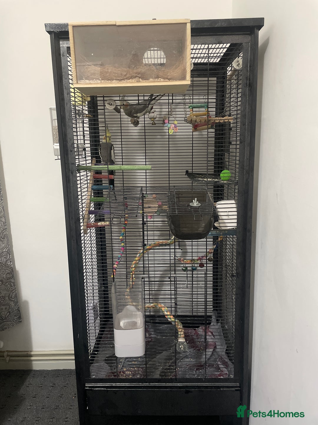 Cockatiels birds for sale: 2 Cocktails  - Advert 6