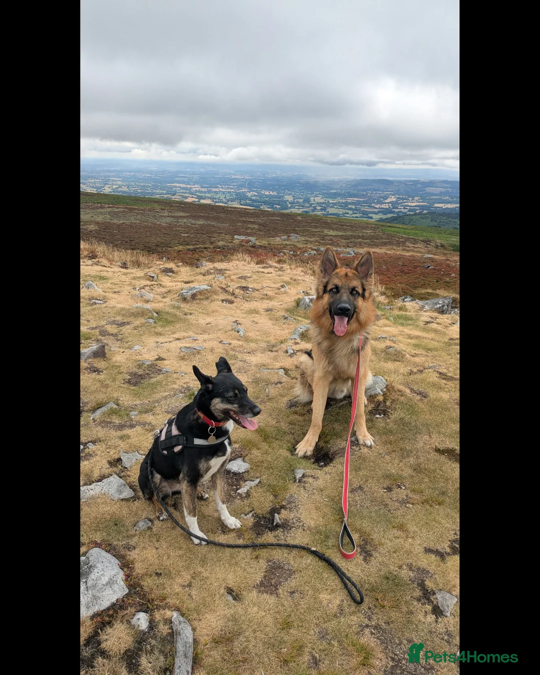 German Shepherd dogs for sale: German Shepherd Rehome - Advert 3