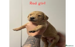 Golden Retriever dogs for sale: Stunning Showline Golden Retrievers 🐾  - Image 13