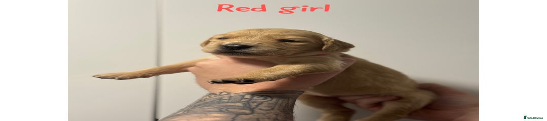 Golden Retriever Puppy Red Girl
