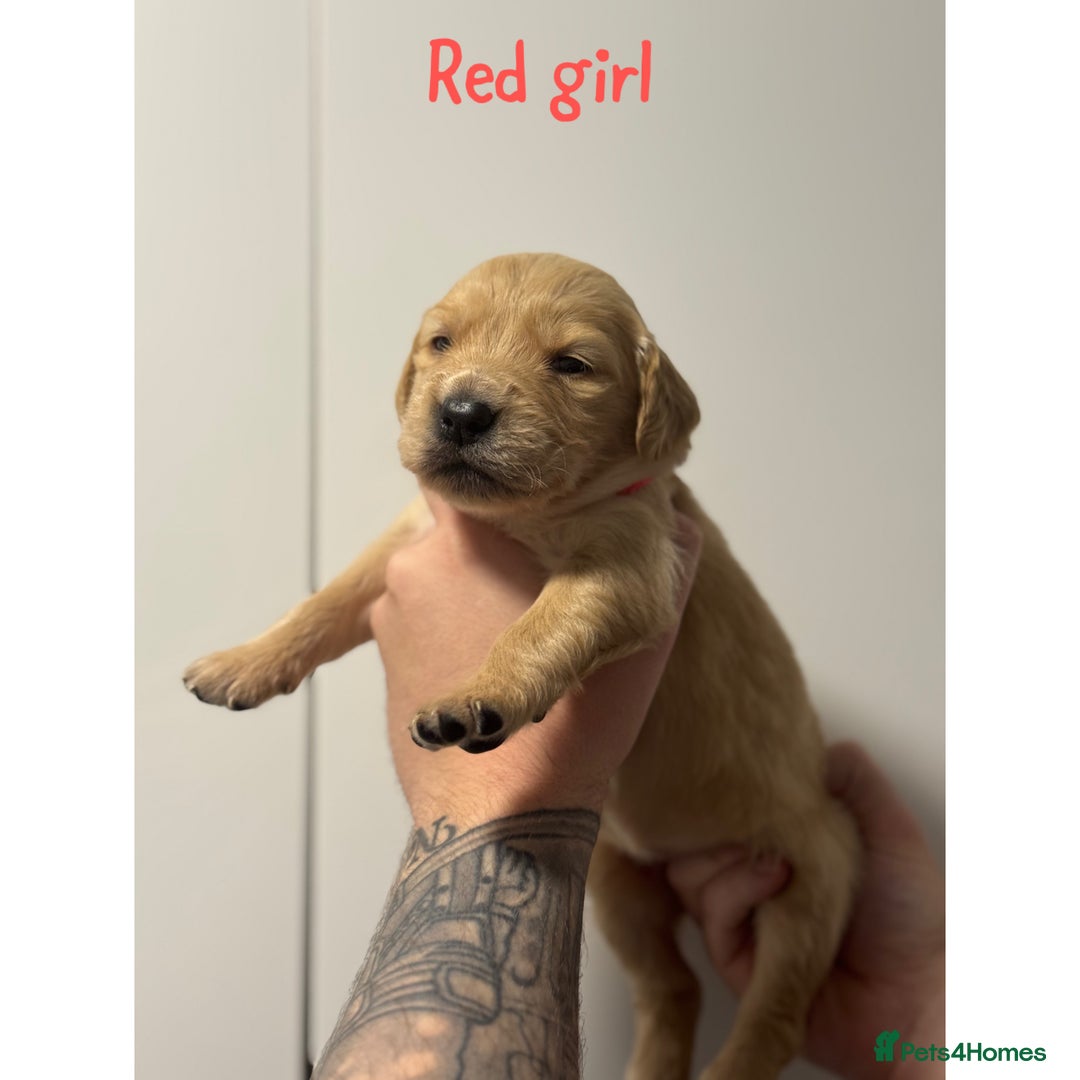 Golden Retriever dogs for sale: Stunning Showline Golden Retrievers 🐾  - Image 13