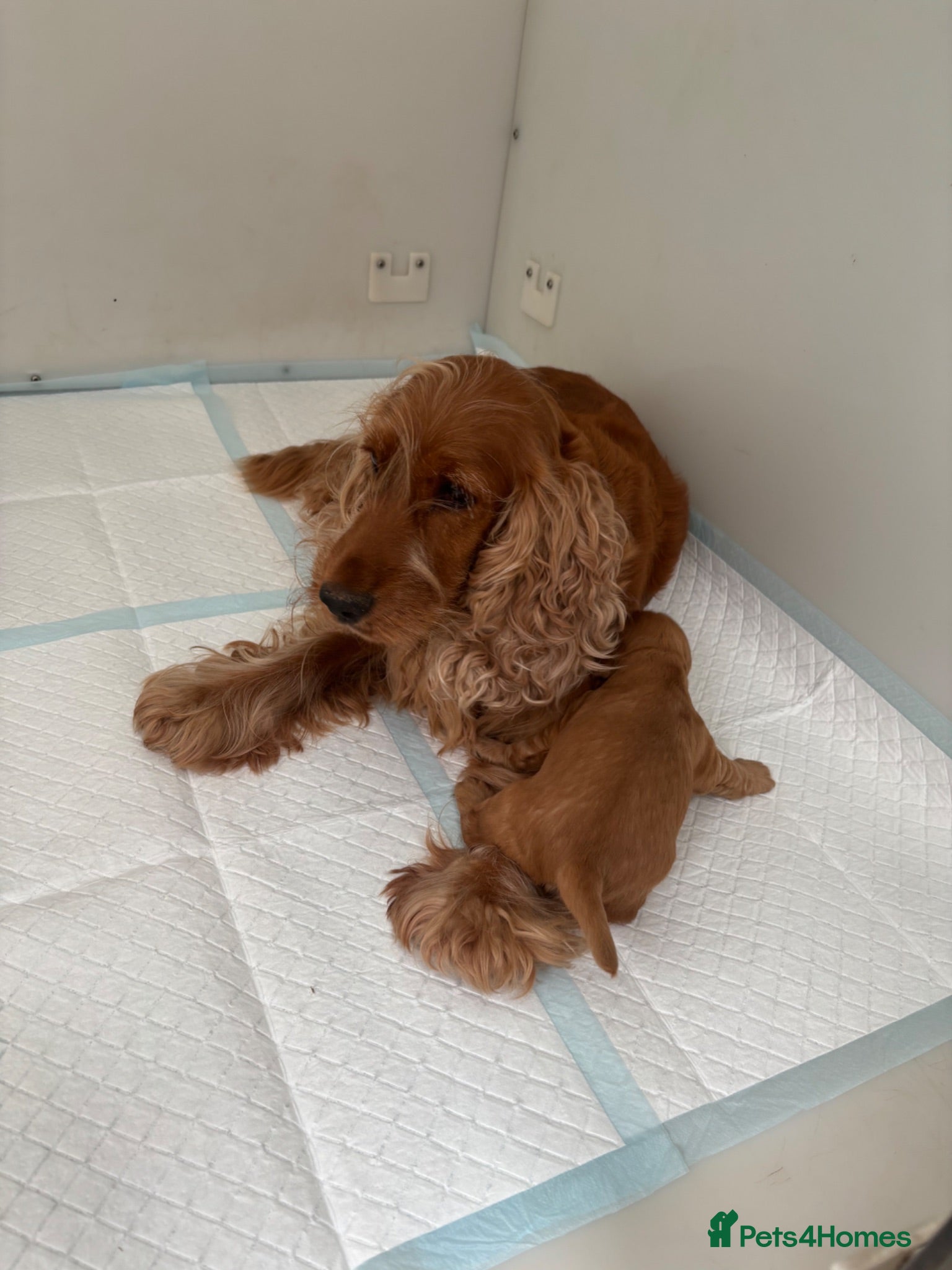 Cocker Spaniel dogs KC SHOW COCKER SPANIEL PUPS GOLDEN - Advert 2
