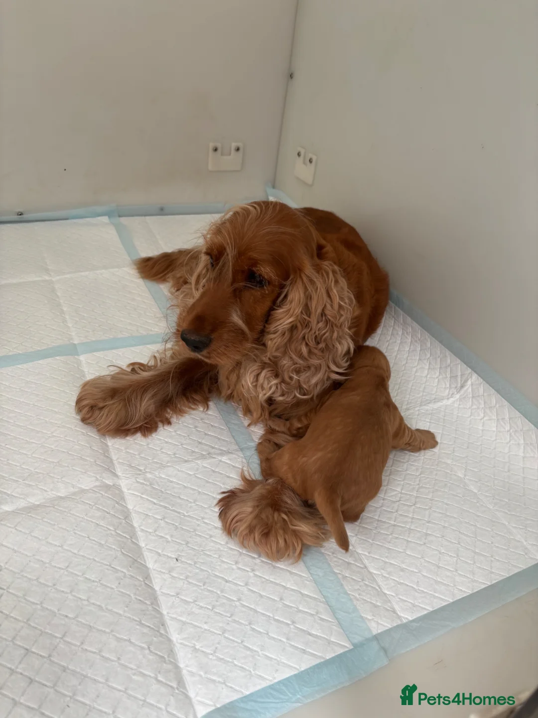 Cocker Spaniel dogs for sale: KC SHOW COCKER SPANIEL PUPS GOLDEN - Advert 2