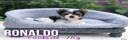 Yorkshire Terrier dogs for sale: Beautiful Litter of Six Biewer Terriers! - Advert 15