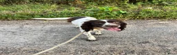 English Springer Spaniel dogs for sale: 2 year old entire female  - Advert 3