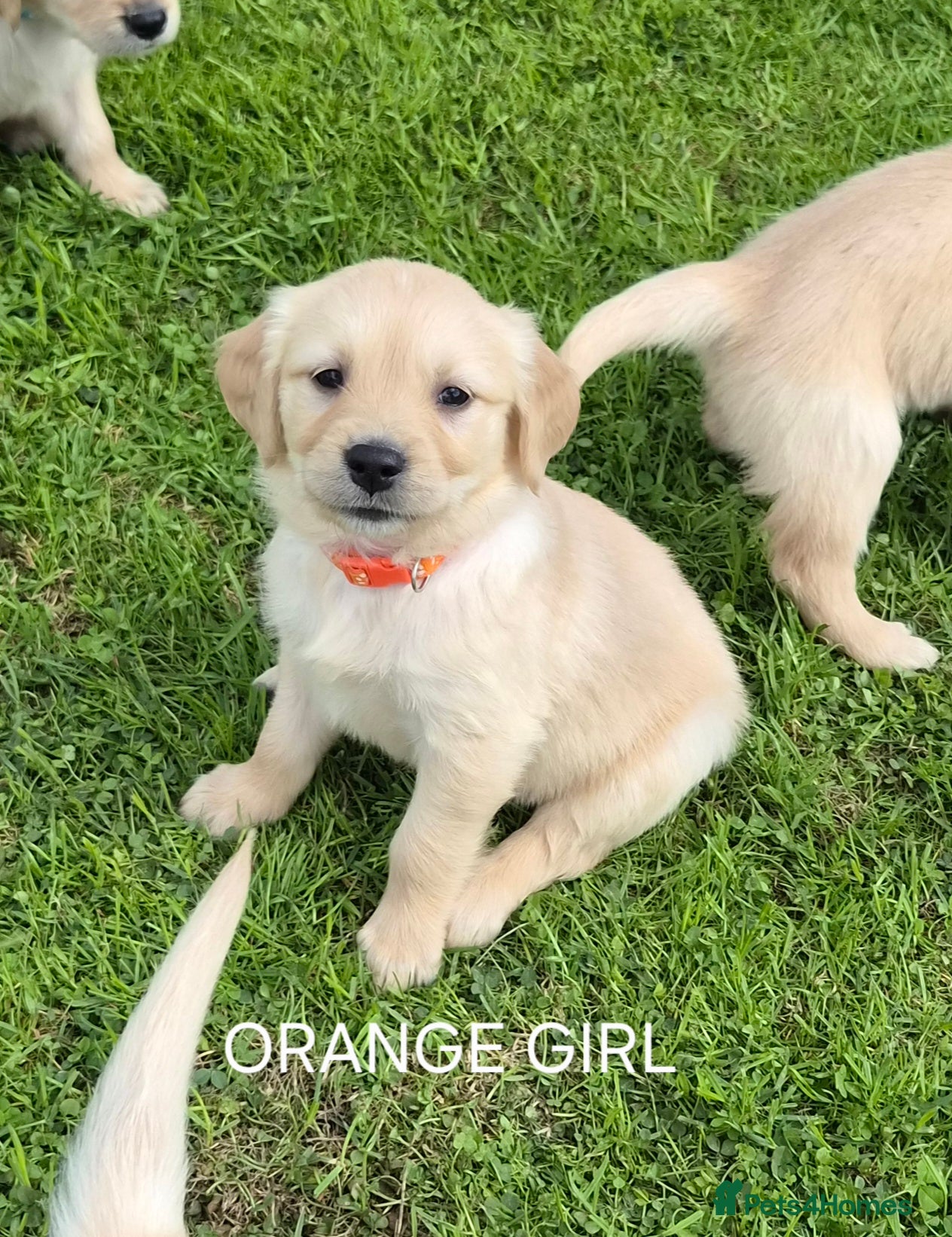 Golden Retriever dogs KC GOLDEN RETRIEVER PUPPIES  - Advert 2
