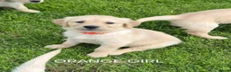 Golden Retriever dogs for sale: KC GOLDEN RETRIEVER PUPPIES  - Advert 2