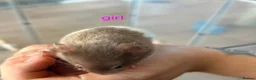 Hamster rodents for sale: Baby syrians - Advert 3