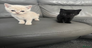 British Shorthair cats - Advert 13