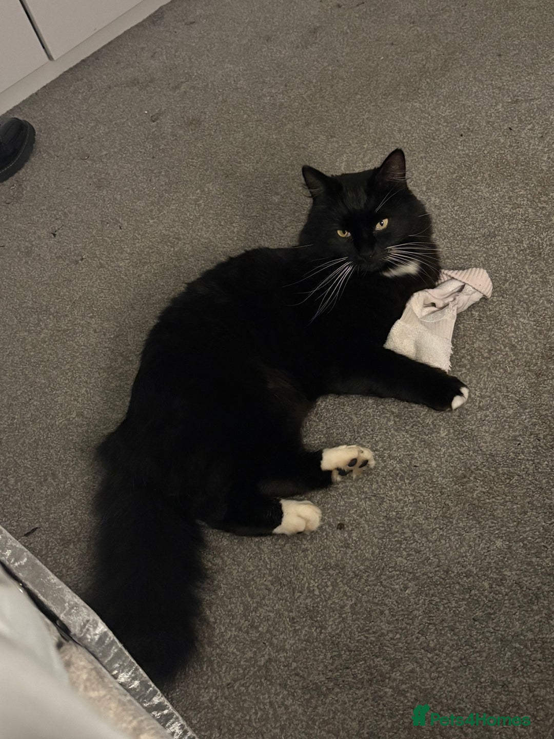 Maine Coon cats for sale: gorgeous maine coon 11 months old  - Advert 6