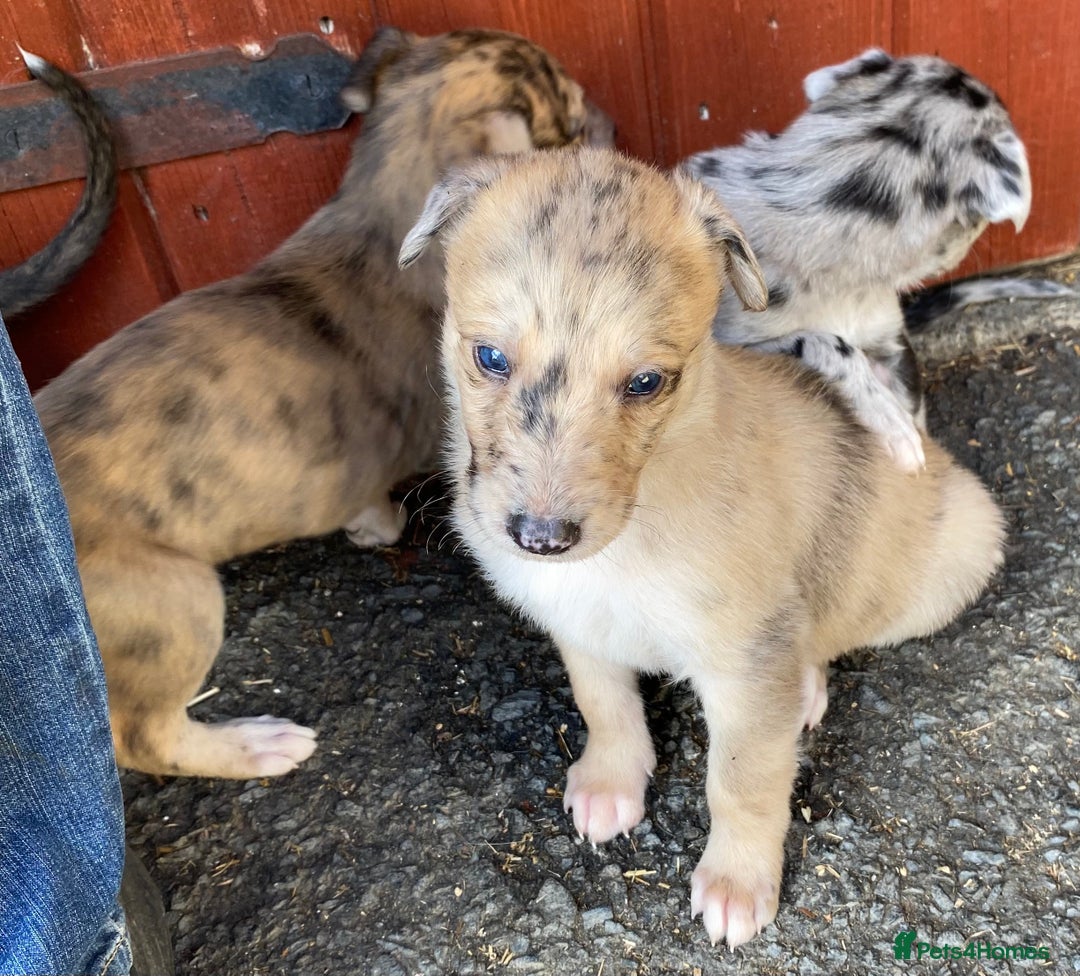 Mixed Breed dogs for sale: Deerhound greyhound collie puppies  - Image 28