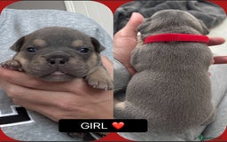 Mixed Breed dogs for sale: 5 beautiful frenchie x English bulldogs for sale  - Image 2