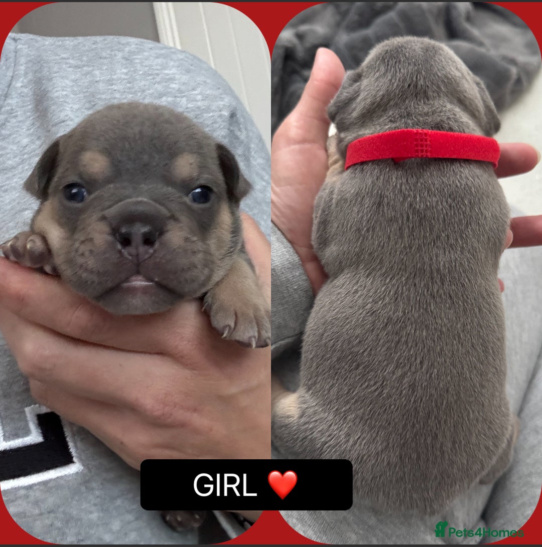 Mixed Breed dogs for sale: 5 beautiful frenchie x English bulldogs for sale  - Image 2
