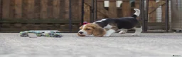 Beagle dogs for sale: Kc registered beagle puppy’s  - Advert 3