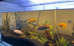 Cichlids fish for sale: Approx 25 cichlids of varying sizes  - Image 3