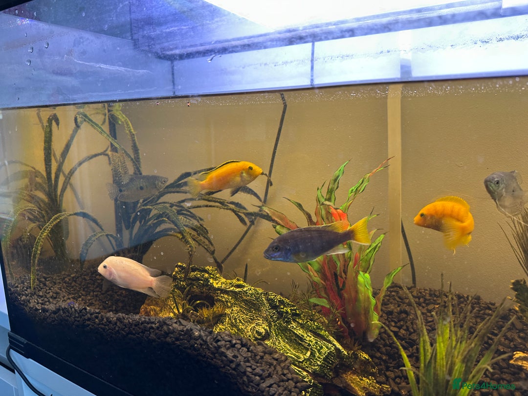 Cichlids fish for sale: Approx 25 cichlids of varying sizes  - Image 3