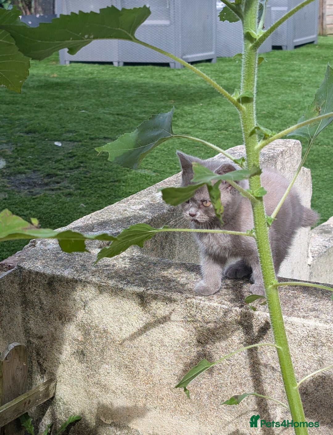 British Shorthair cats for sale: Beautiful female kitten  - Image 4