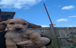 Cocker Spaniel dogs for sale: Working type cocker spaniel puppies  - Image 2