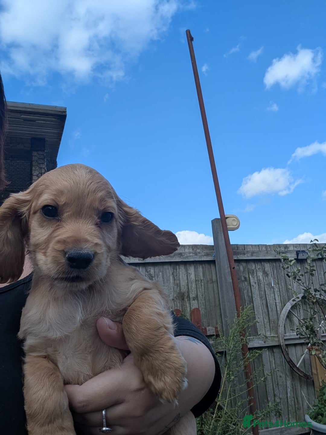 Cocker Spaniel dogs for sale: Working type cocker spaniel puppies  - Image 2