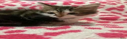 Mixed Breed cats for sale: Gorgeous kittens in Dukinfield - Advert 8