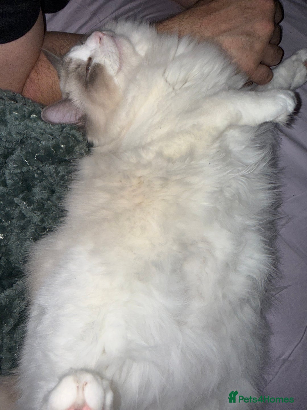 Ragdoll cats for sale: Family pet to a responsible and loving foreverhome - Advert 7