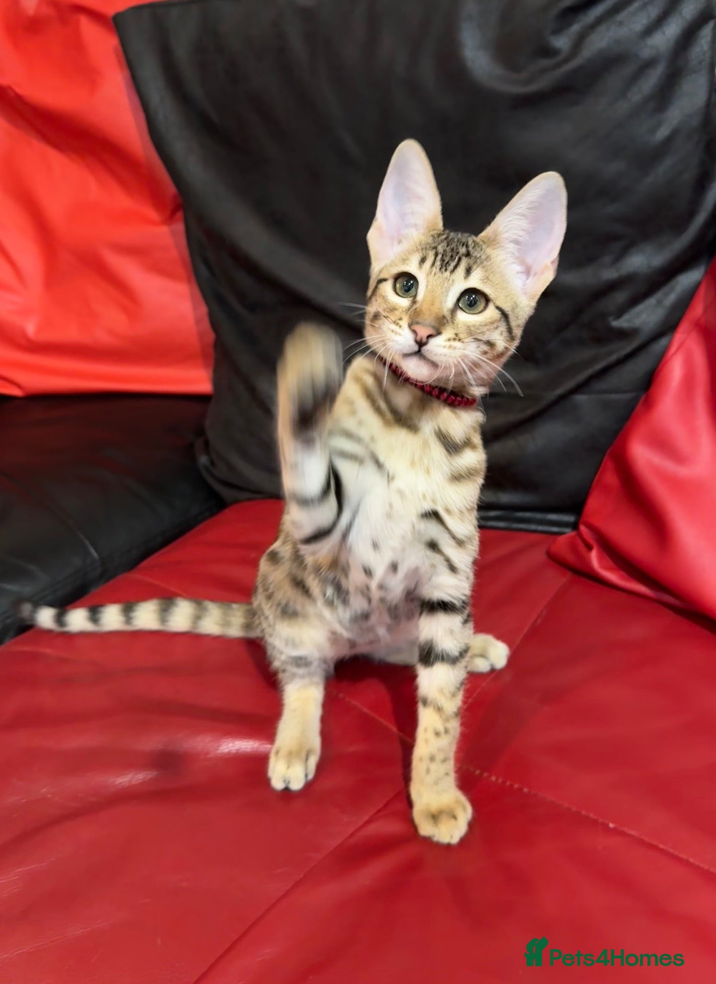Savannah cats 2 and 3 months old. Tica Regist. Savannahs - Advert 2