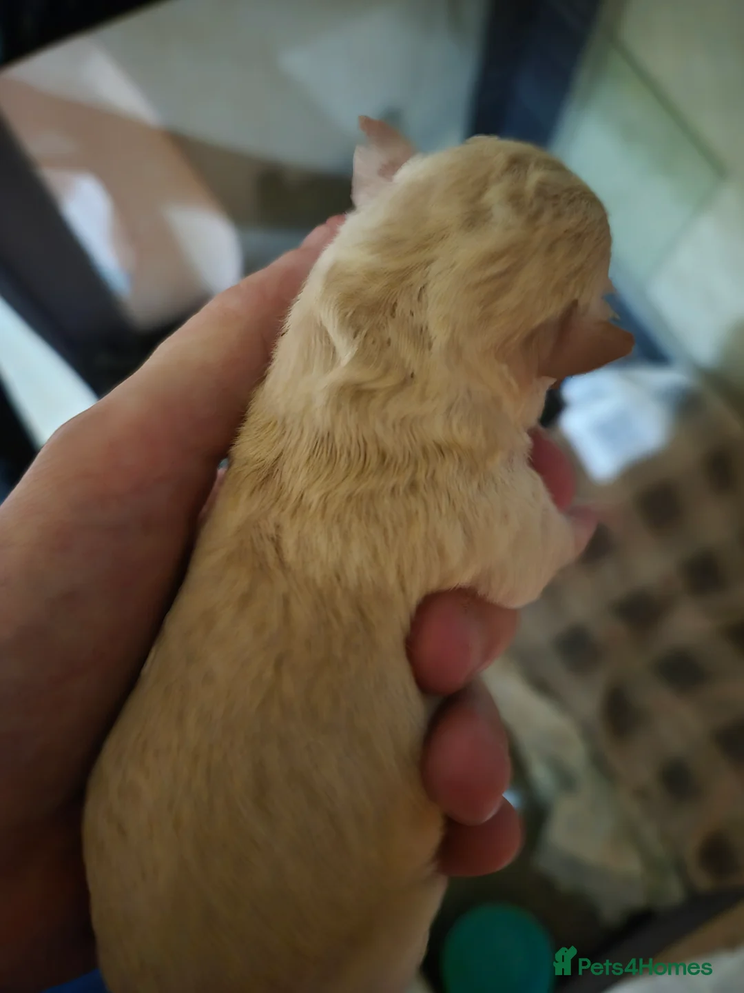 Chihuahua dogs for sale: 3 females pups for sale - Advert 11