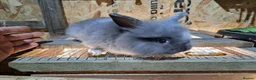 Mixed Breed rabbits for sale: Lion head cross with New zealand white - Advert 4