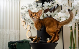 Abyssinian cats for sale:  Champions  Line Romeo-TICA reg. Abyssinian Beauty - Image 25