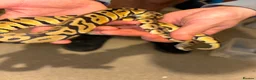 Python Snake reptiles for sale: BP mix - Advert 12