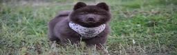 Chow Chow dogs for sale: Genuine chowski puppies  - Advert 9