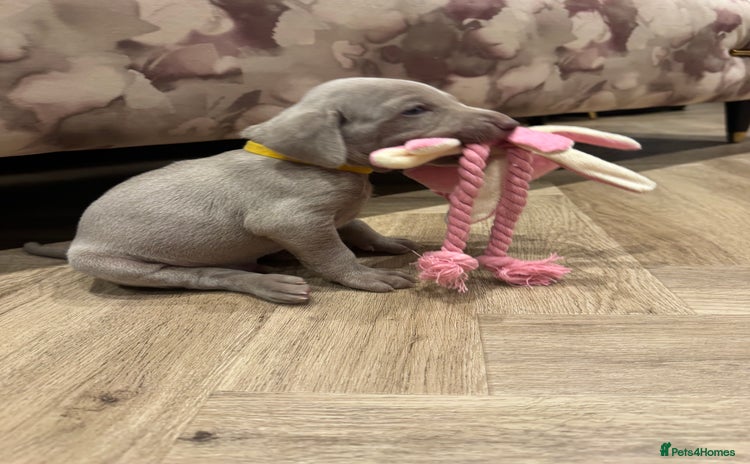 Weimaraner dogs 🐾 KC Weimaraners 🐾  - Advert 1