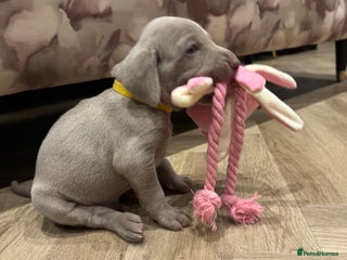 Weimaraner dogs 🐾 KC Weimaraners 🐾 - Advert 11