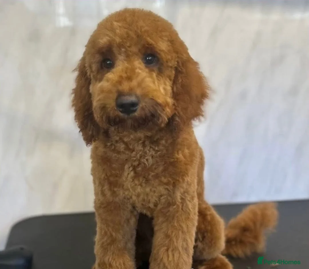 Miniature Poodle dogs for stud: Reggie Miniature KC registered Poodle   in Swadlincote - Advert 2
