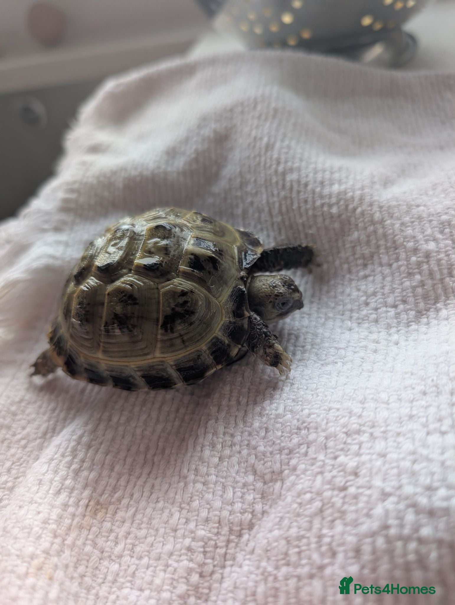 Tortoise reptiles Horsefield Tortoise  - Advert 10