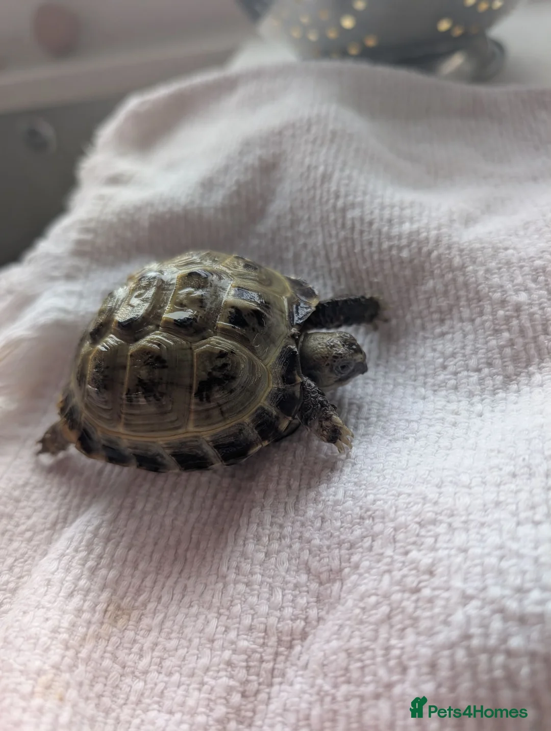 Tortoise reptiles for sale: Horsefield Tortoise  in Glasgow - Advert 1