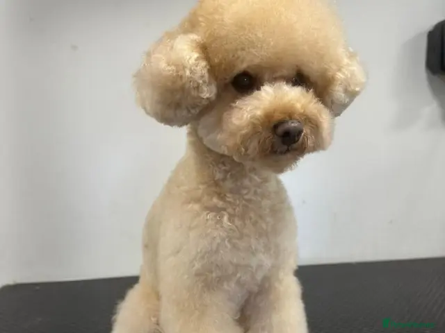 Toy Poodle dogs for stud: 1.7kg RKC reg Tiny toy poodle (Asian) - Advert 1