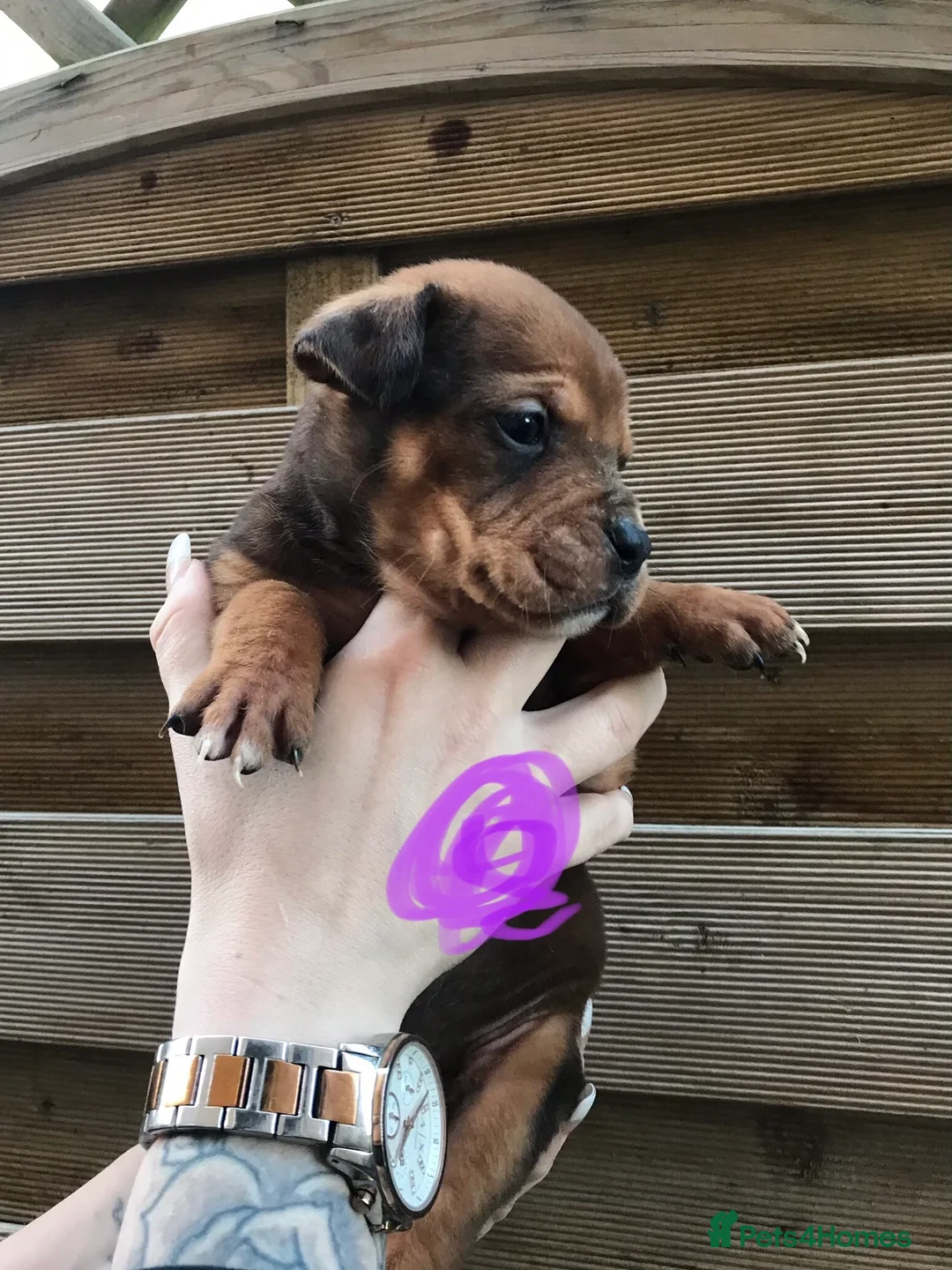 Mixed Breed dogs for sale: Bullweiller pups Merle  - Advert 9