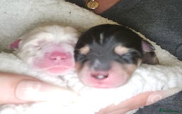 Pomsky dogs for sale: Pomsky puppies - Image 2