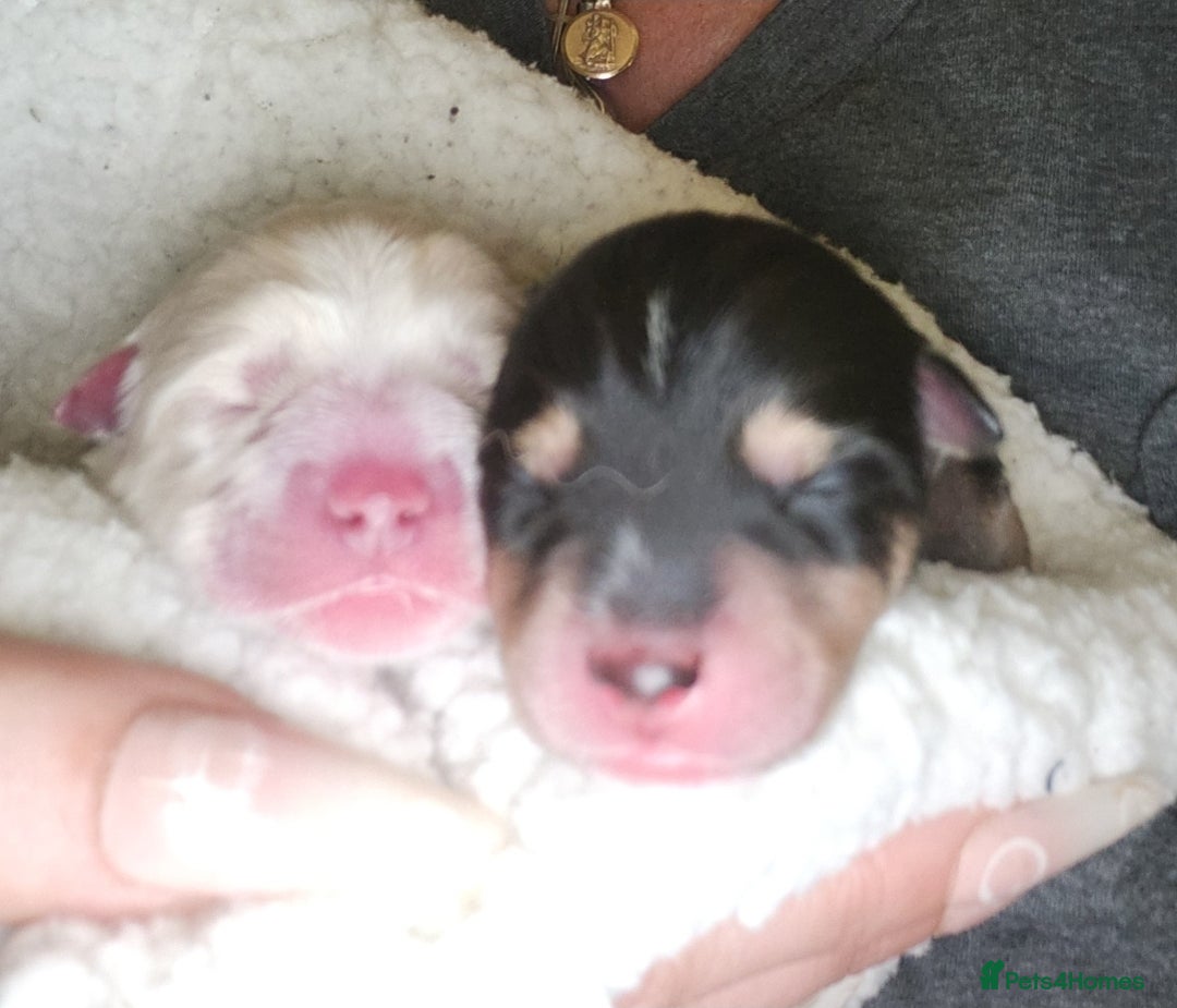 Pomsky dogs for sale: Pomsky puppies - Image 2