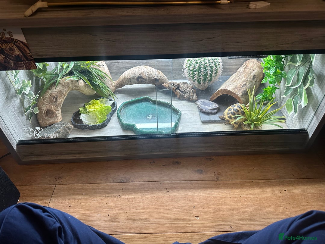 Tortoise reptiles for sale: 5 year old horsfield tortoise and full set up  - Advert 5