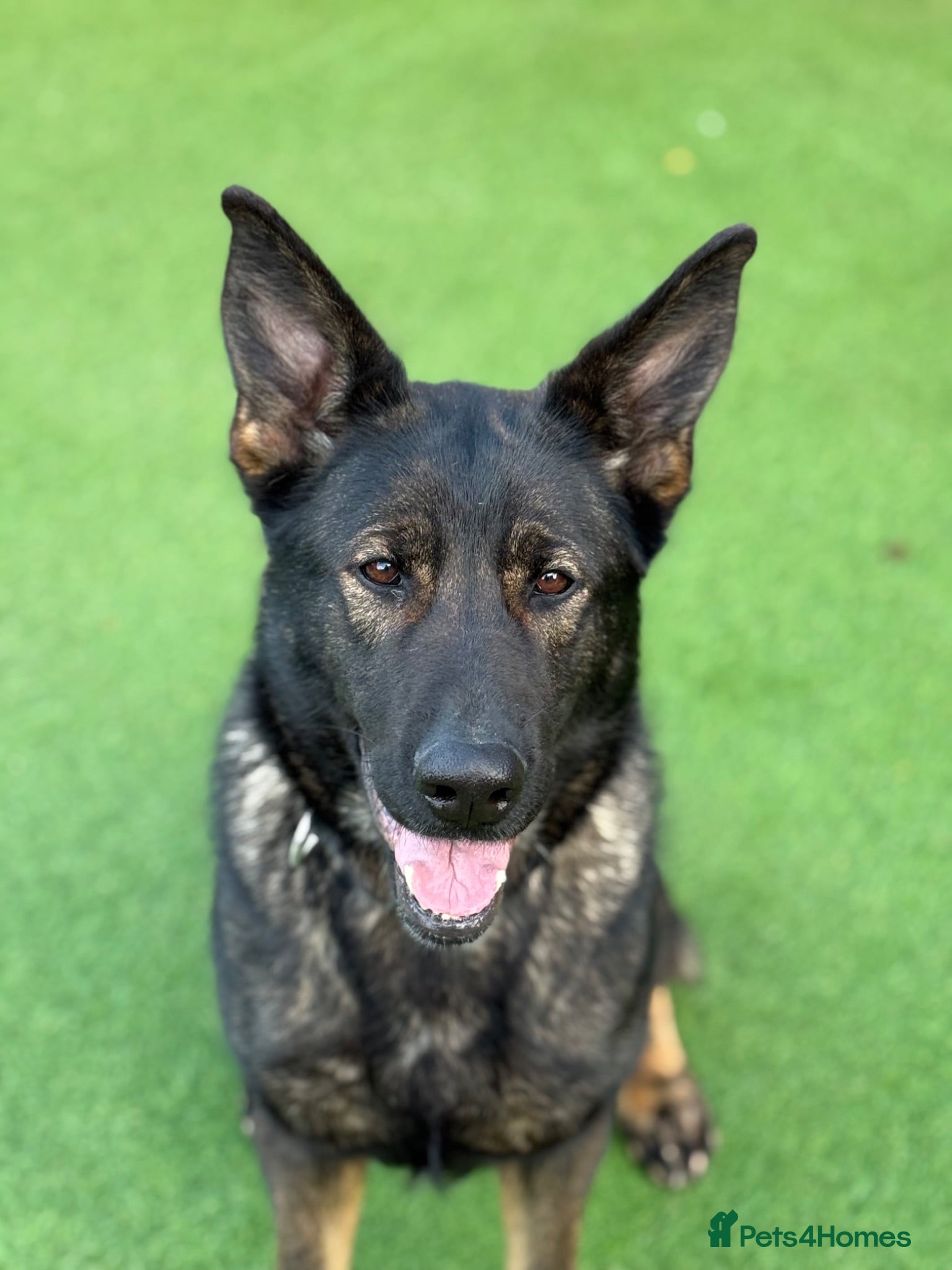 German Shepherd dogs Czech Working Line Gsd Female, KC Reg, BH-VT title - Advert 1